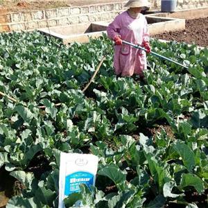 《藍駿大量元素水溶肥》12月7日花椰菜實驗地已完成